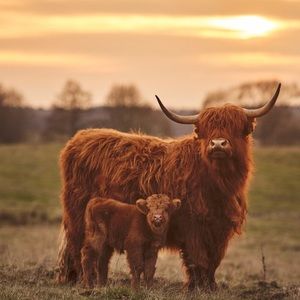 Meet your Posher, Brook